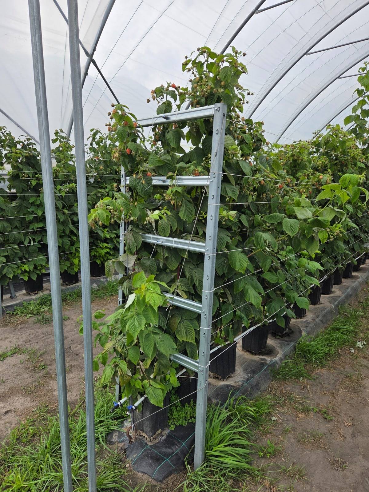 Maliny v květináčích v řádcích pod konstrukcí blokového tunelu