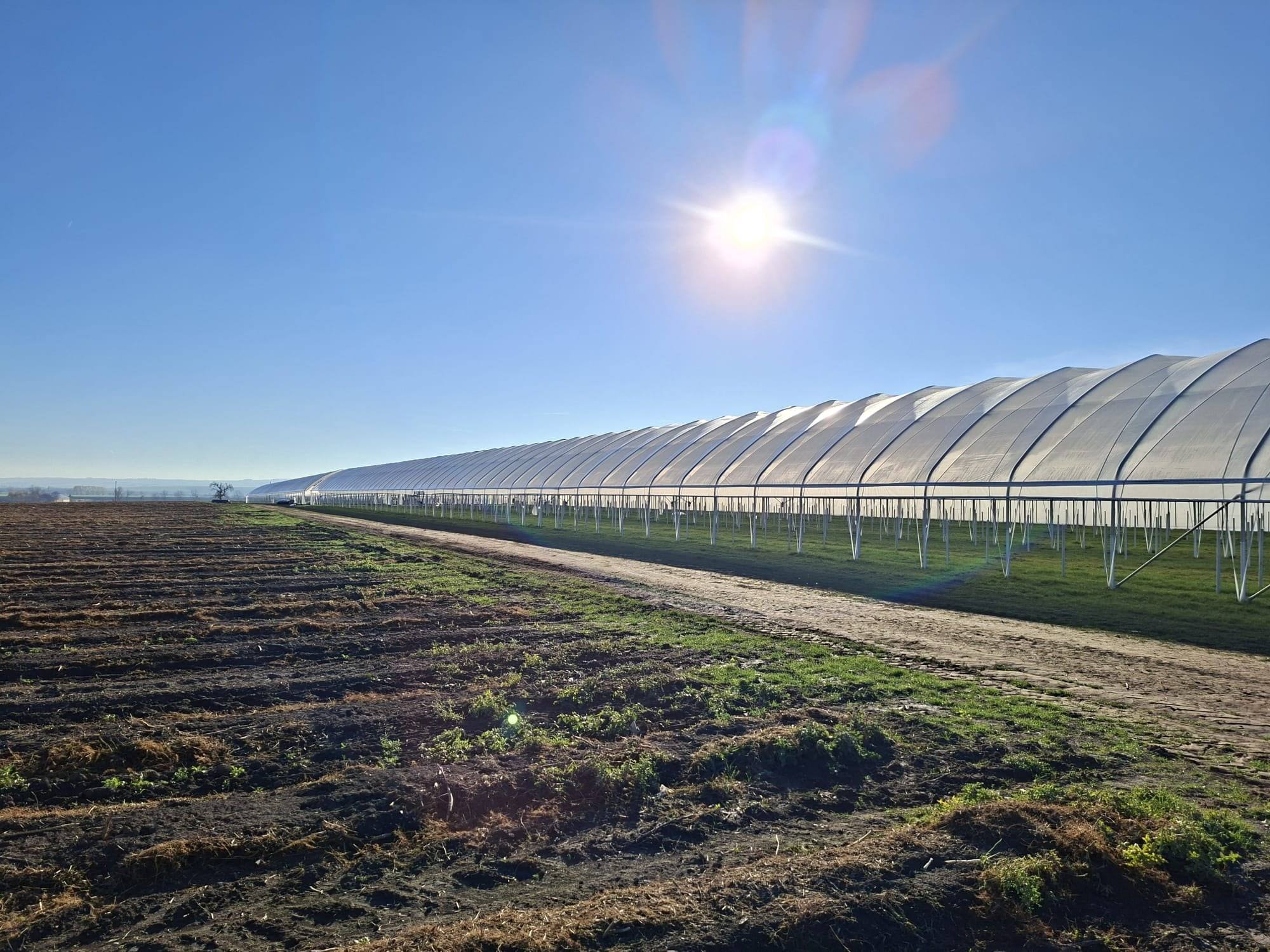 Řada samostatných tunelů nad plantáží jahod za slunečného dne
