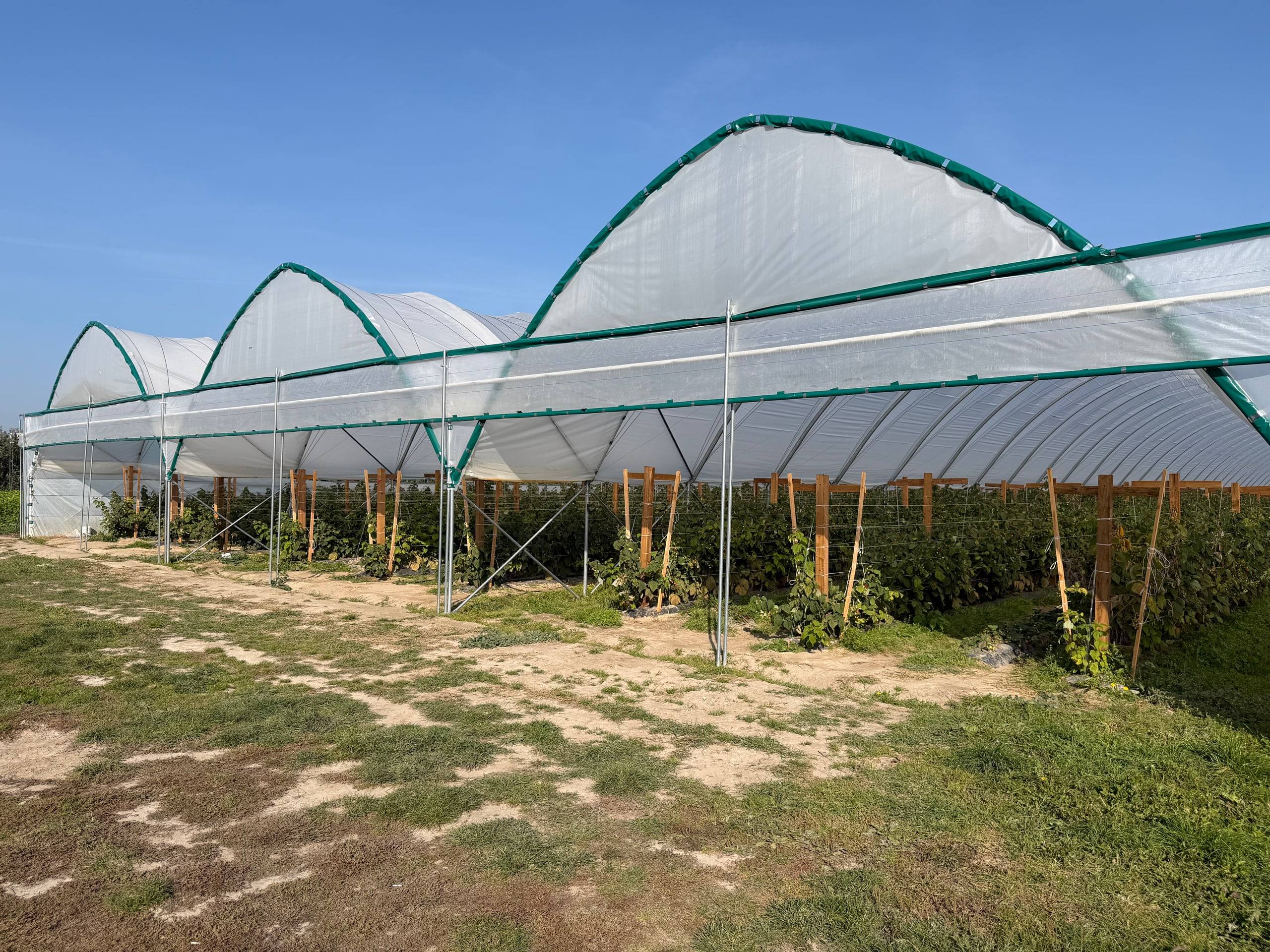 Blokový tunel s několika loděmi pod fólií nad plantáží malin