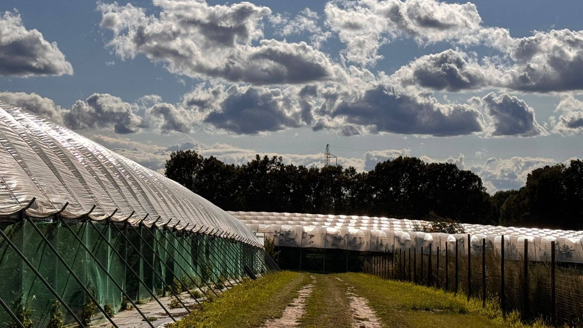 Vysoký tunel se sítí po stranách u třešňového sadu, vedle nižší tunely